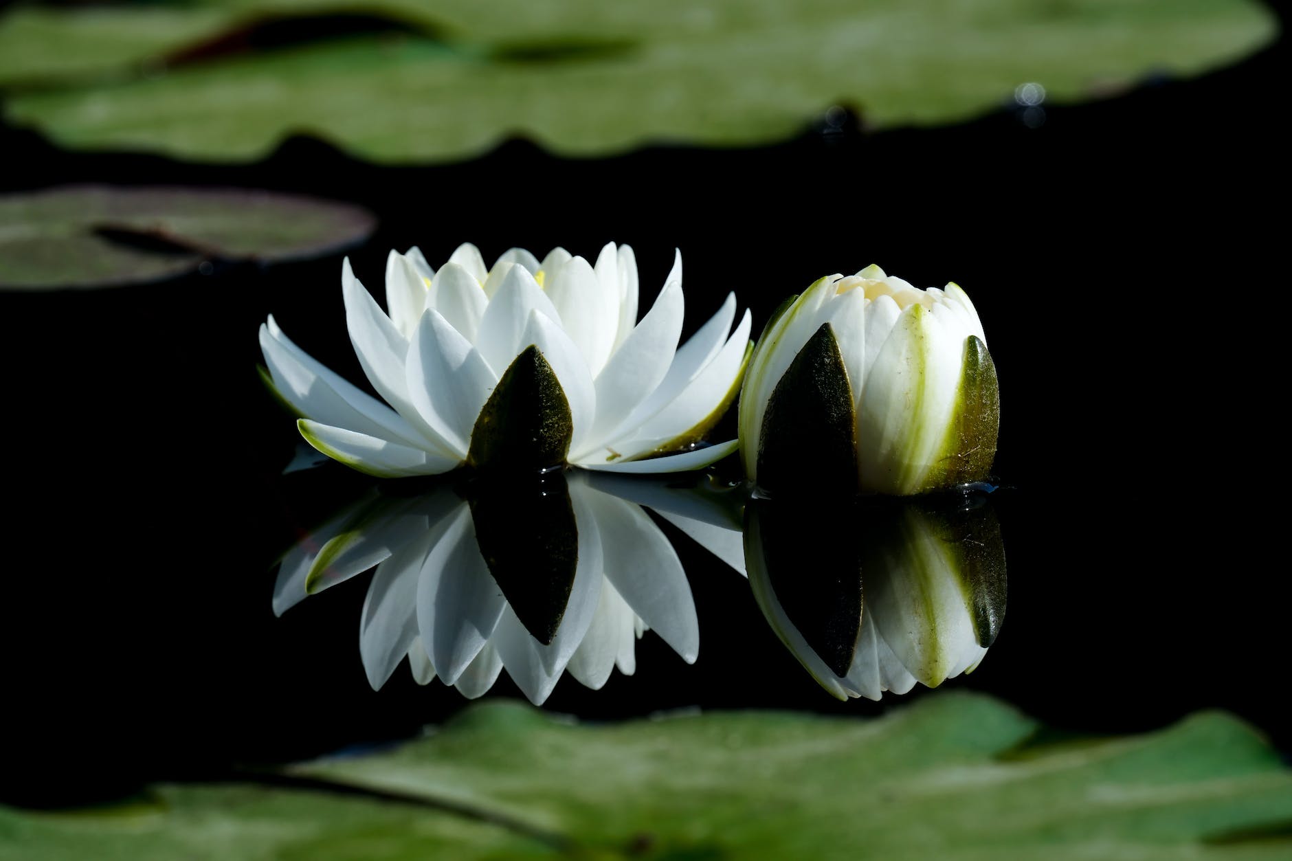 white lotus flower above water