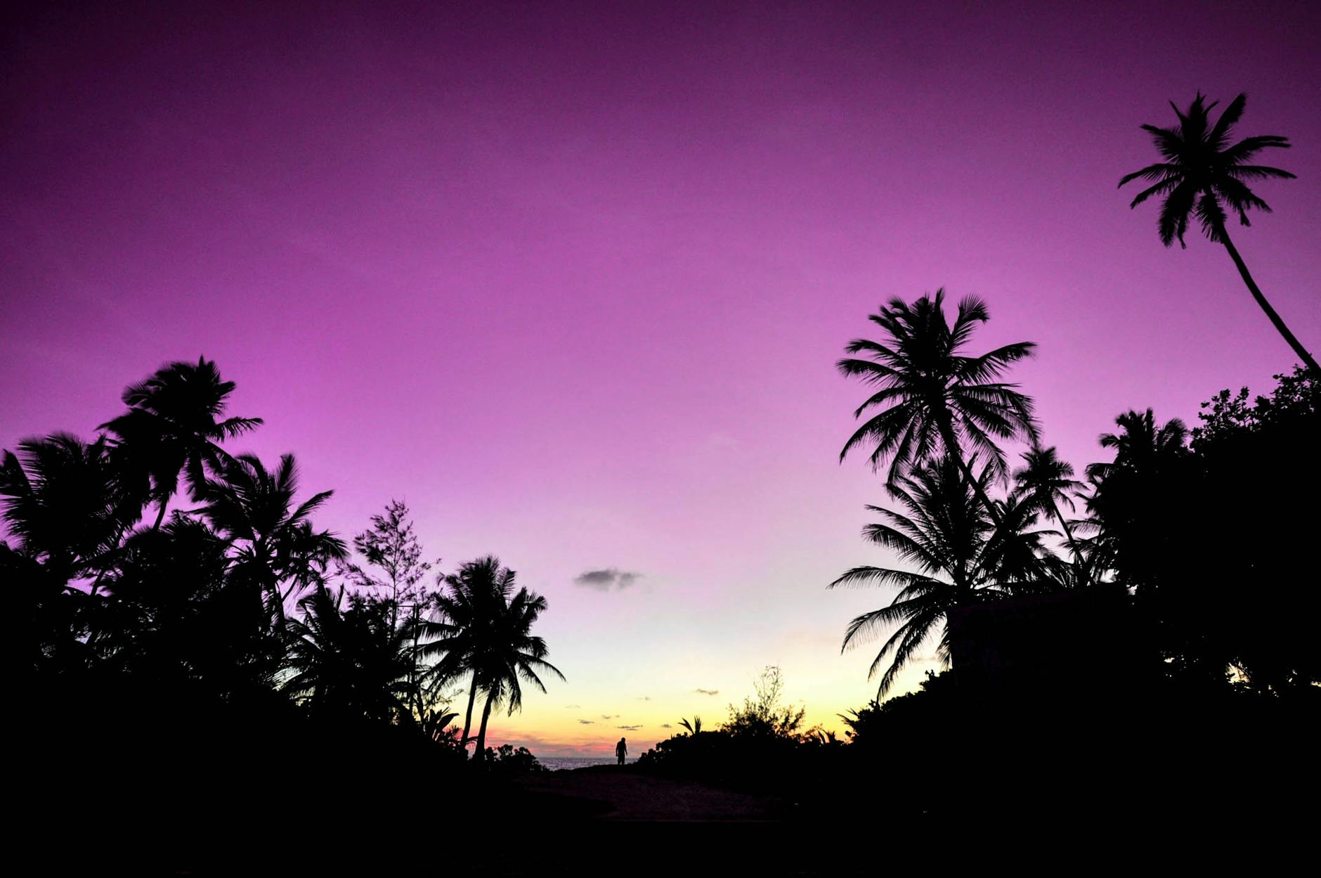 silhouette of trees under calm purple sky